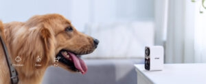 The Guardian of the Nomadic Realm: ieGeek ZS-GX3S Security Camera